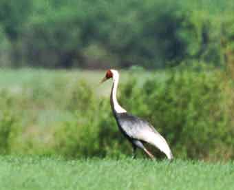  Japan crane