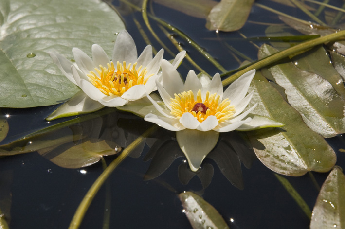  
А еще на озере Эворон водятся волшебные Лилии, ну это для любознательных...